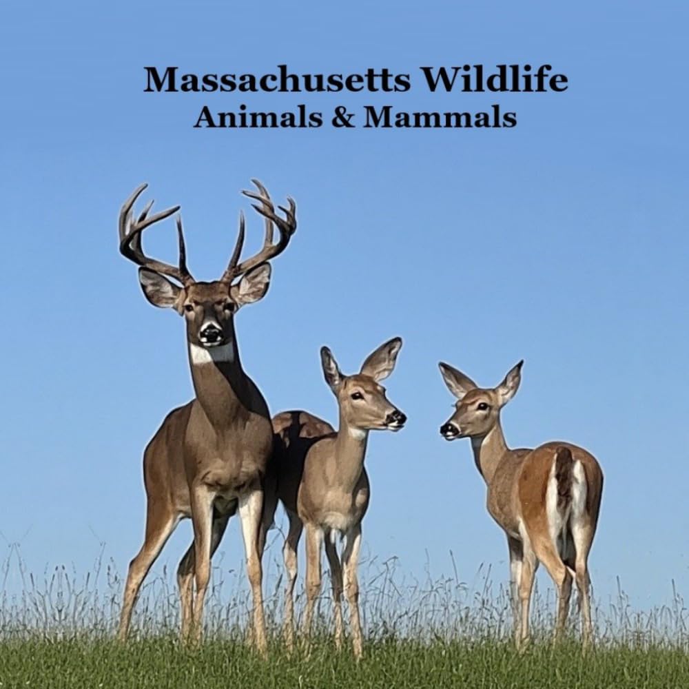 Massachusetts Animals and Mammals Kids Wildlife Book: Great Wildlife Book about Animals and Mammals in Massachusetts