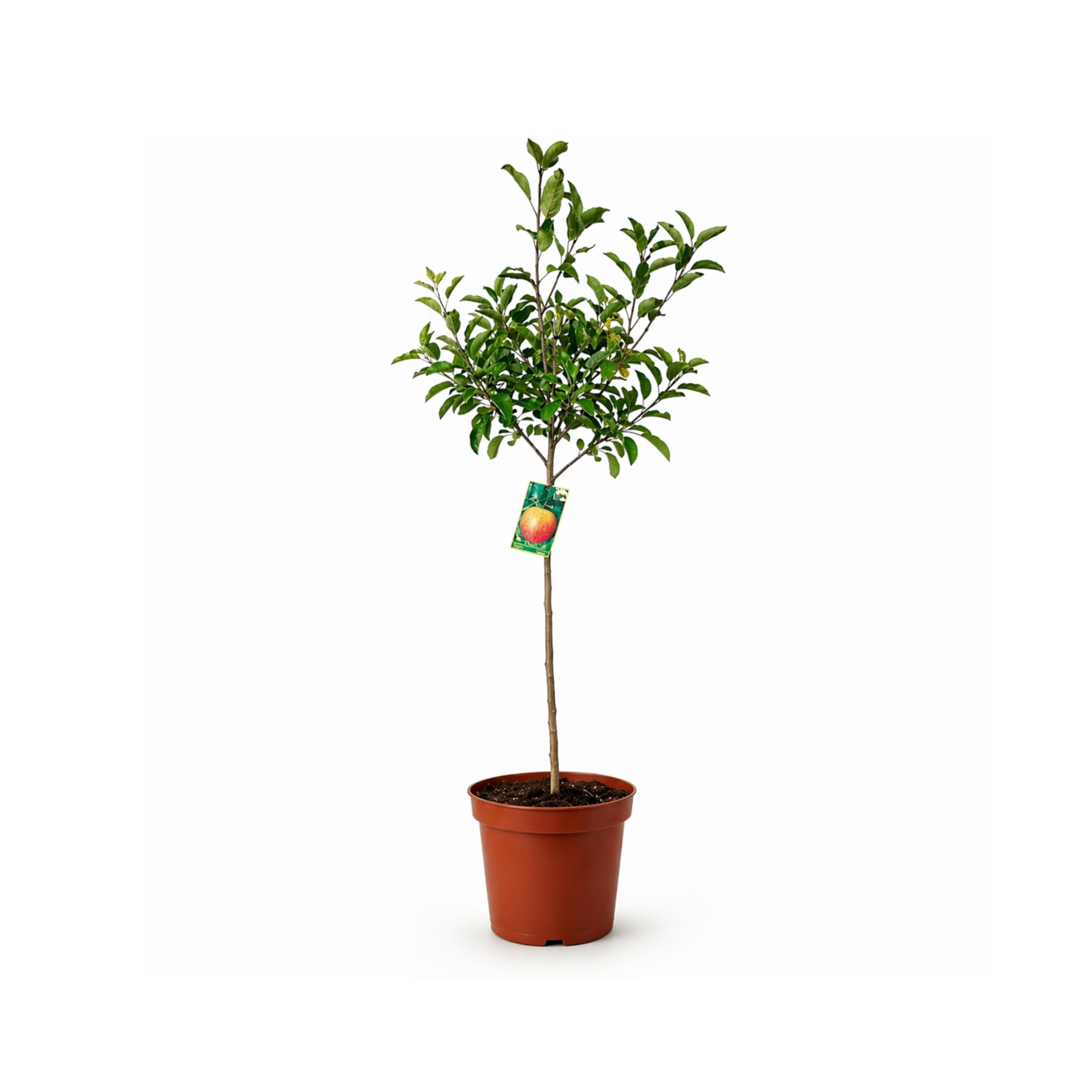 Manzano Royal Gala Planta Natural en Maceta 140 cm de altura, Árbol Frutal Exterior con Manzanas Dulces Árbol Natural para Jardín Terraza Huerto Fácil Cultivo. Manzano