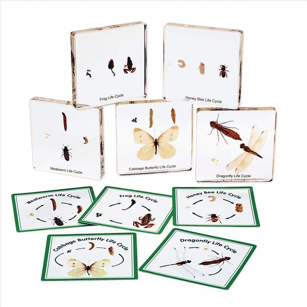 Insect Life Cycle Specimens, Excellerations Set of 5 Transparent Slides for Classroom Science Educat