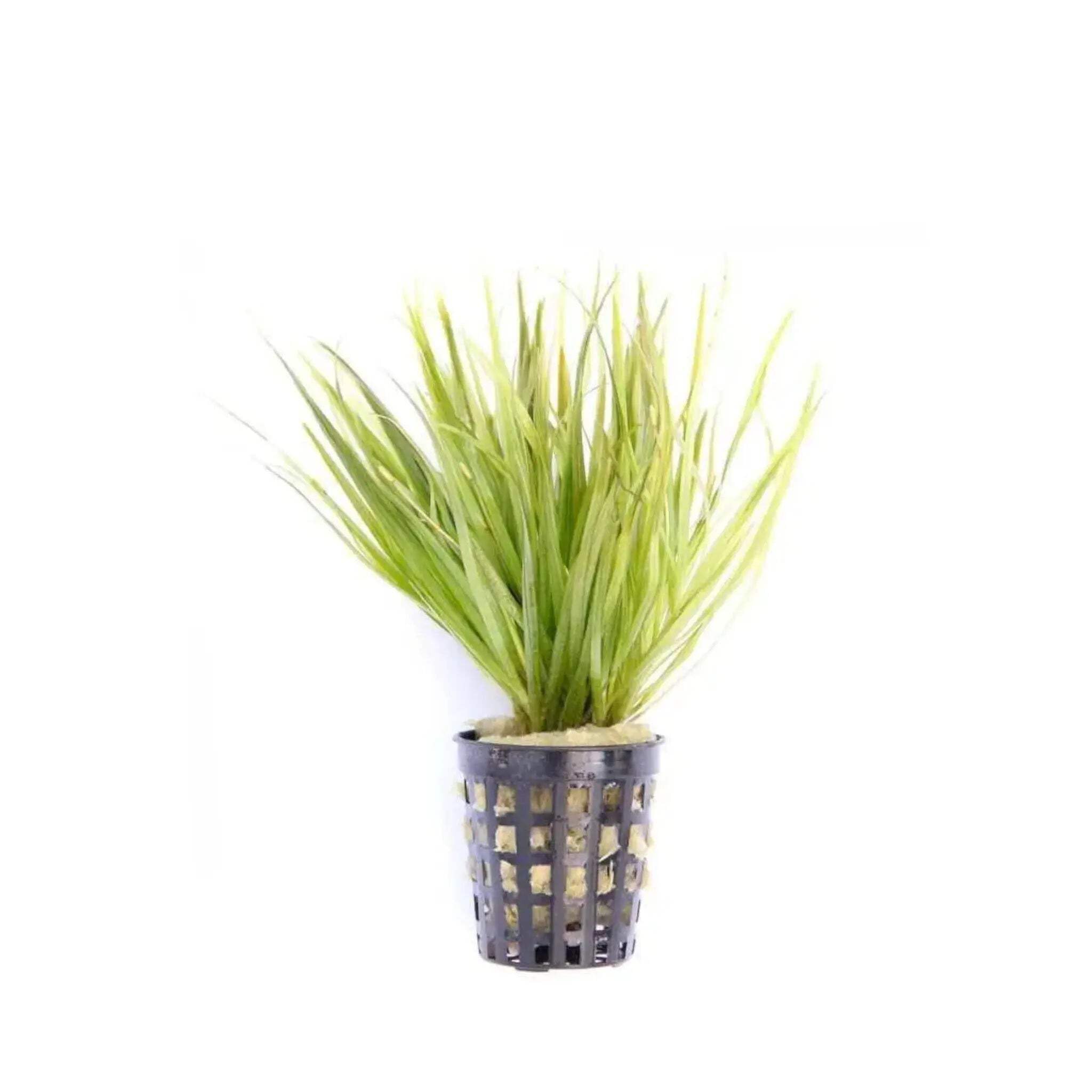 Aqua Essentials Blyxa japonica