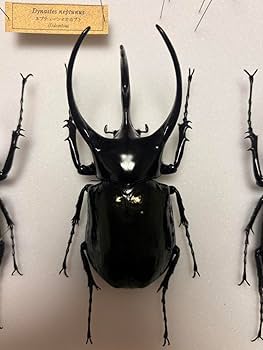 Amazon.co.jp: WD 大型コーカサスオオカブト タイリクコーカサス