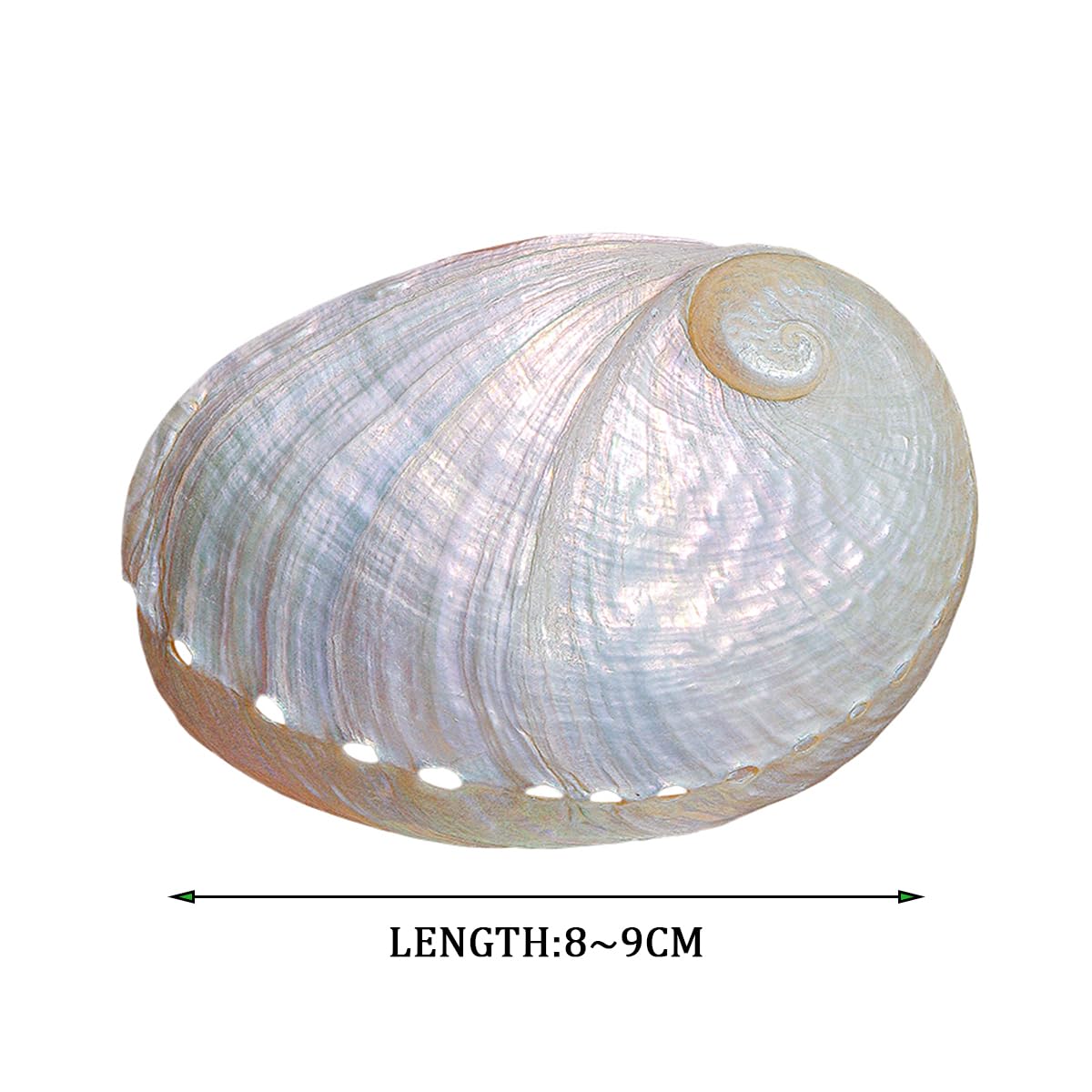 Amazon.co.jp: 天然サザエ殻、海洋貝殻、 1個 大型 ホワイト 天然 希少