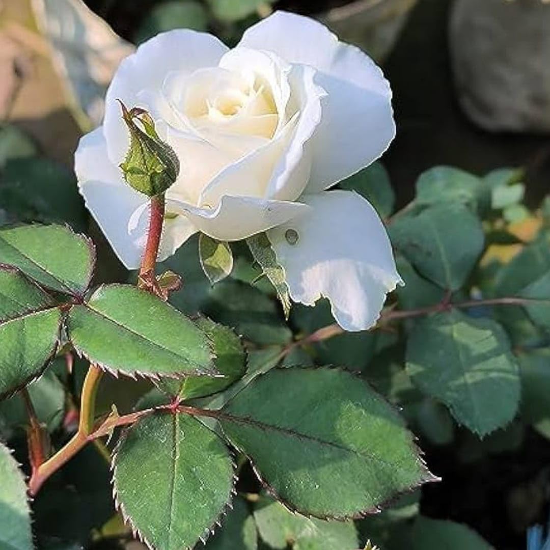 SANJU Garden White