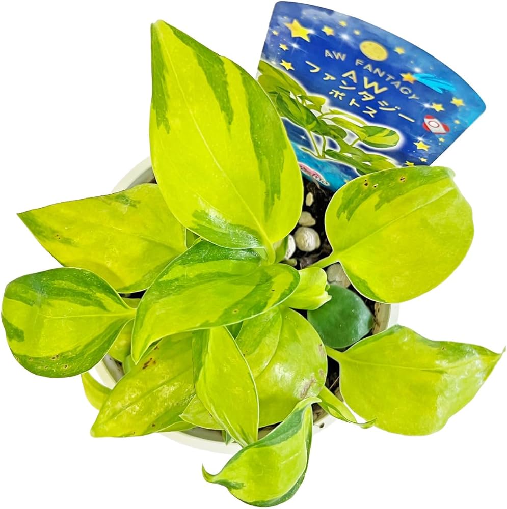 ポトス⭐AWファンタジー⭐カット1本 ポトス⭐AWファンタジー⭐カット1本 ポトス⭐AWファンタジー⭐カット1本