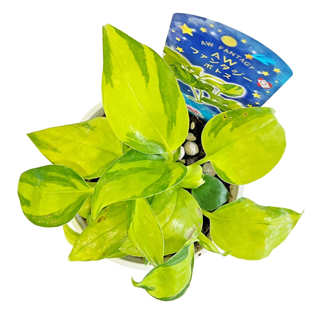 Amazon｜ポトス AWファンタジー 3.5号 鷲尾園芸 オリジナル品種 pothos