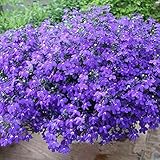 Colores: Azul cielo, añil, zafiro, violeta, lila, blanco, incluso rosado y púrpura.