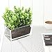 MyGift 7.8 inch Modern Rectangular Glass Vase, Trough Planter, Tabletop Glass Terrarium