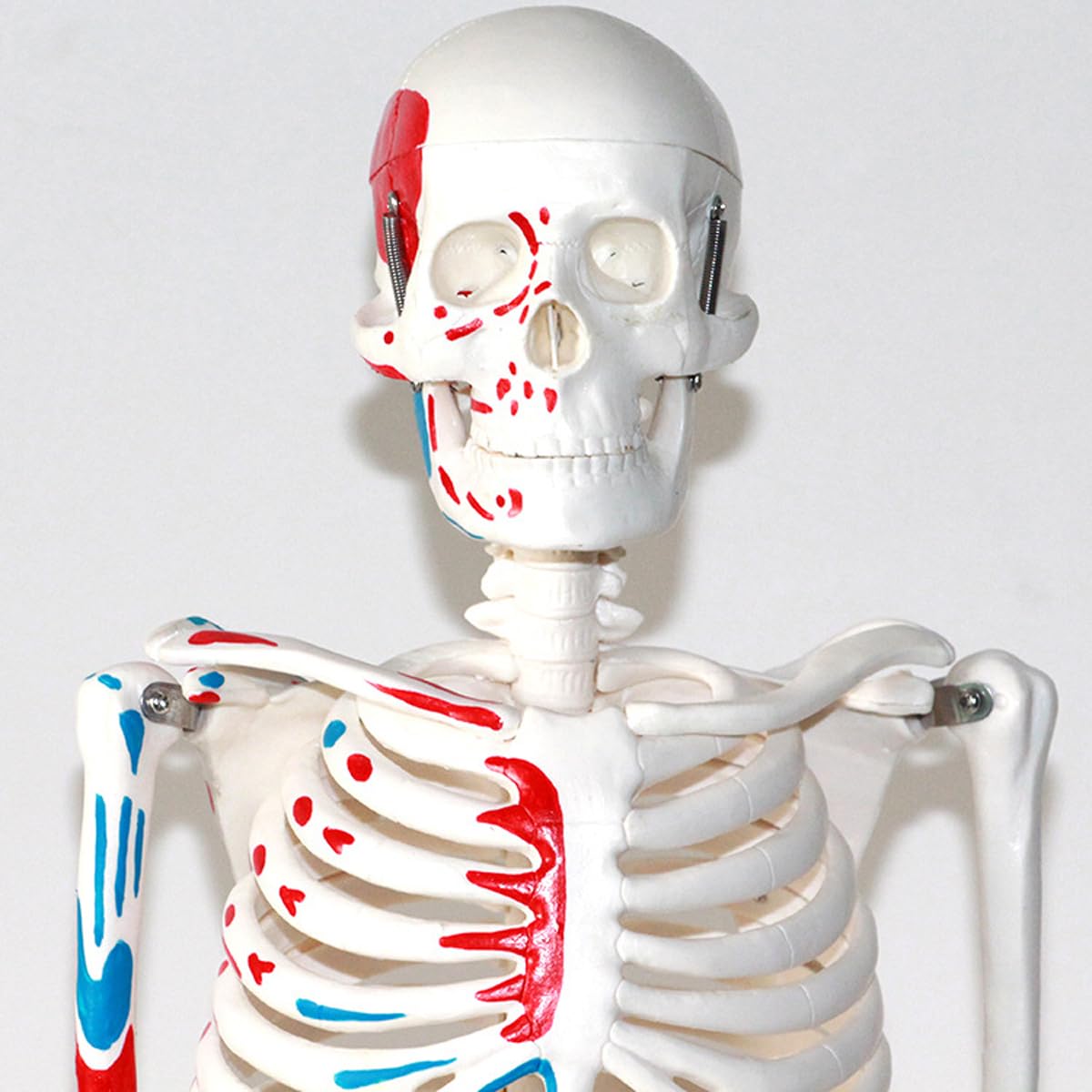 Abnehmbares menschliches Skelettmodell mit halber Muskelfarbe, 85 cm Lehrmodell für Anatomieunterricht