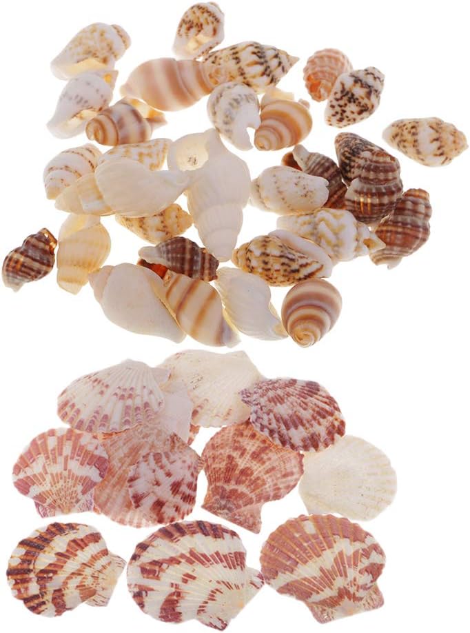 MHT 30 Pieces Mixed Natural Conch Shells Seashells DIY Craft Decoration Accents