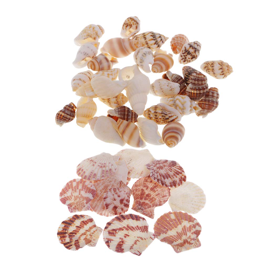MHT 30 Pieces Mixed Natural Conch Shells Seashells DIY Craft Decoration Accents