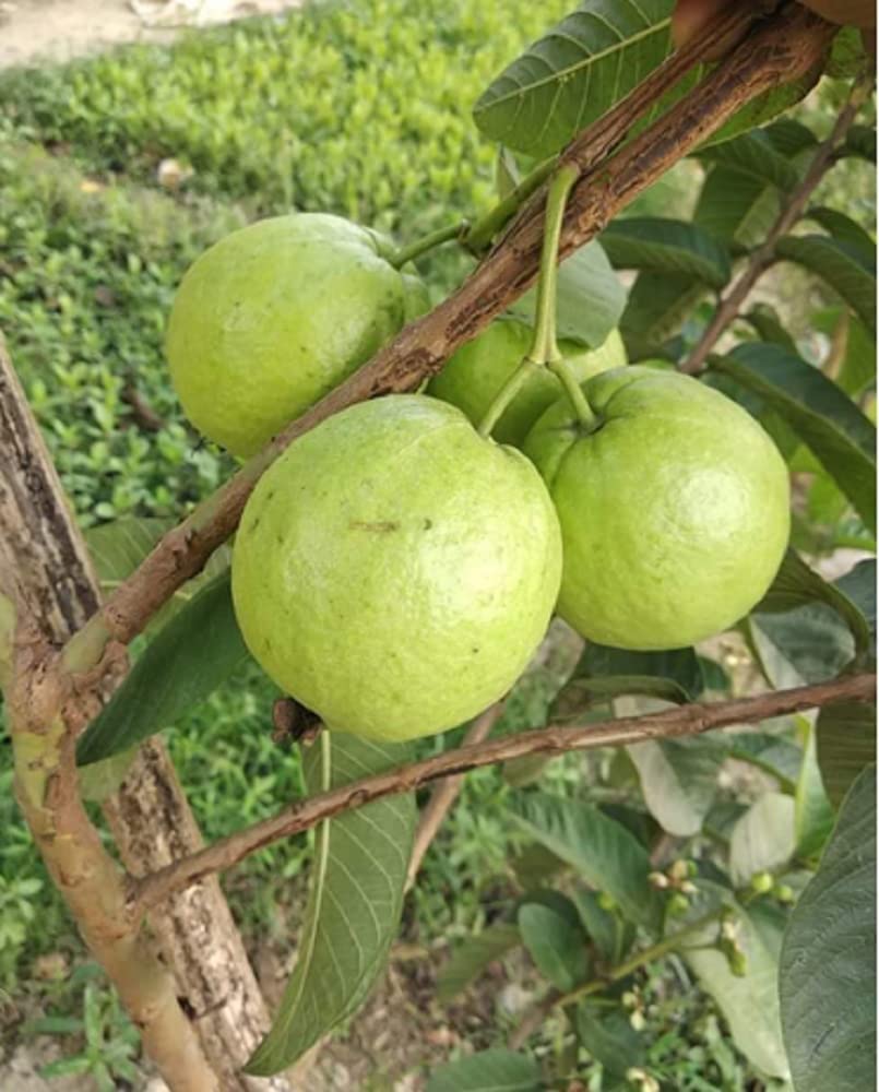 Aziz Gazi Nursery - Guava Live Fruit Plants & Tree Bonsai Fruit Plant All Season Fruit Plant | Amrud Plant Fruit Tree | Outdoor Garden Plant | Healthy Live Plant with Polybag (B09YM3VMRM) Amazon Price History, Amazon Price Tracker