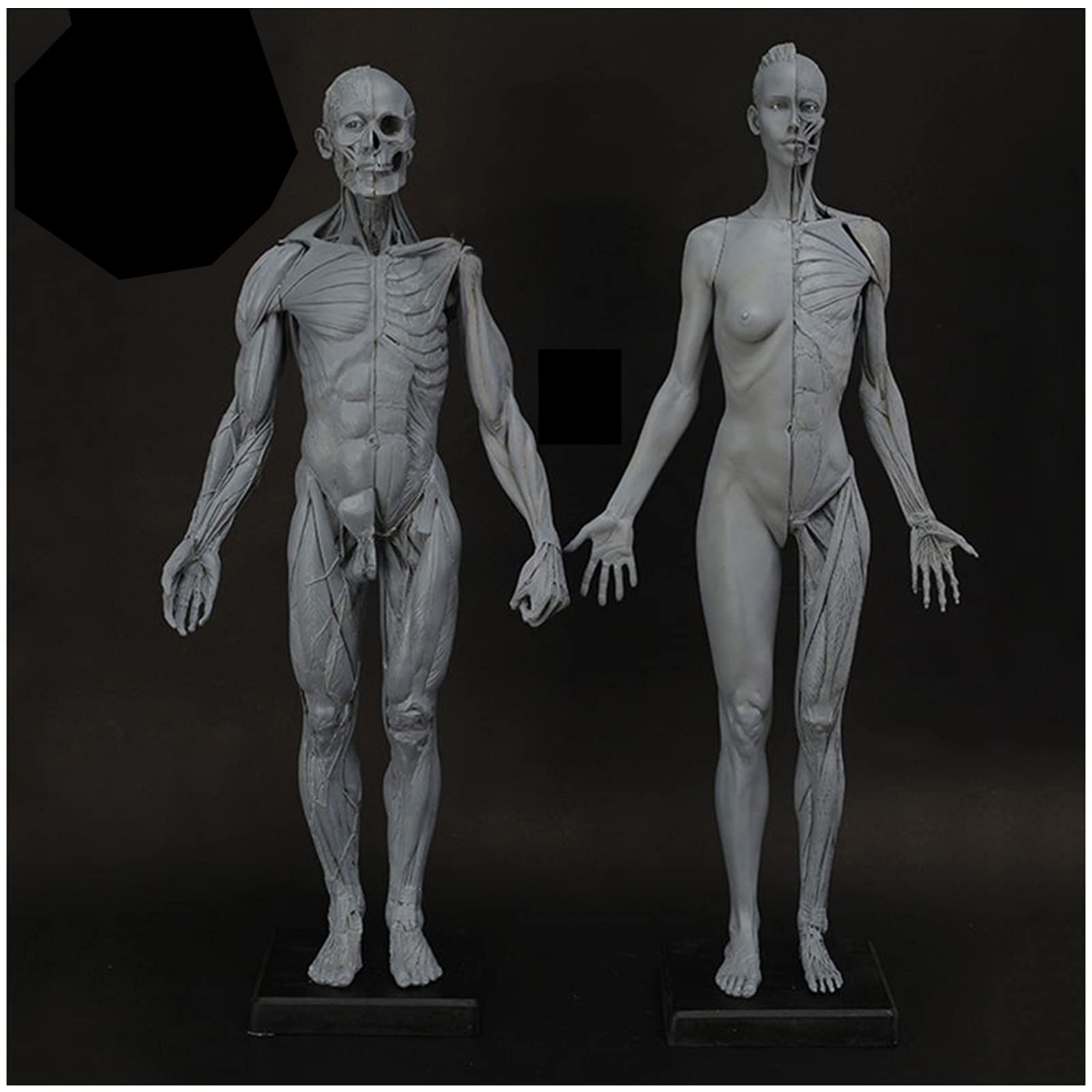 Anatomy Tools ANATOMY 男性 女性 人体模型 アナトミー Anatomy Tools