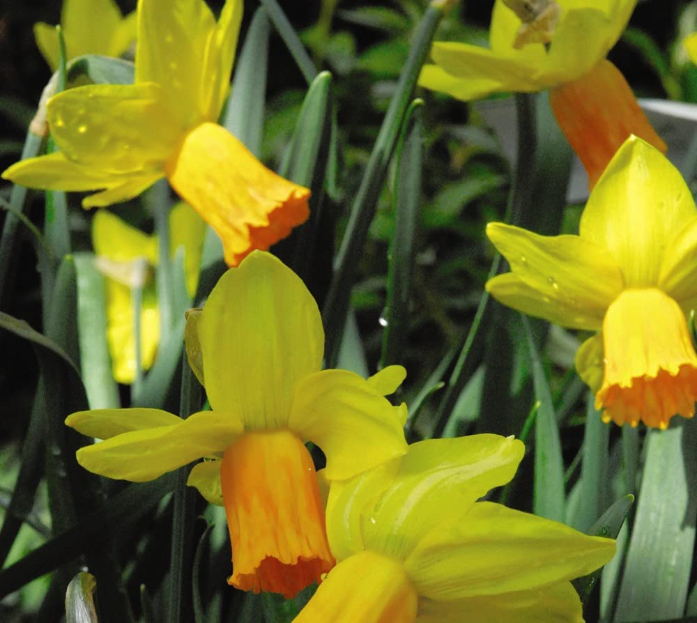 Daffodil 80 Bulbs Narcissus โJetfireโ Bold Springtime Display Hardy Deciduous Plant Bright Yellow and Orange Blooms Perfect for Borders and Rockeries by Thompson & Morgan