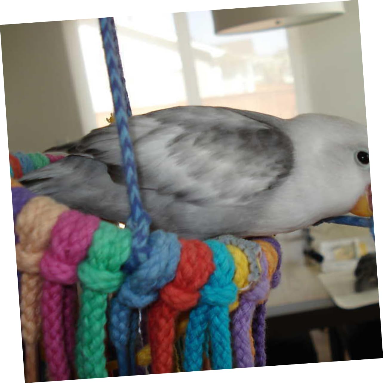 Toyvian Colorful Cotton Knot Chew for Parrots Swing Play for Birds Easy to Install Bird Swing with Random Rope Colors for Climbing and Chewing Fun