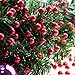 IFOYO 10 Pack Christmas Red Berries, Artificial Xmas Berry Picks for Christmas Tree Decor&Ornament Crafts Wedding, Holiday Home Decor