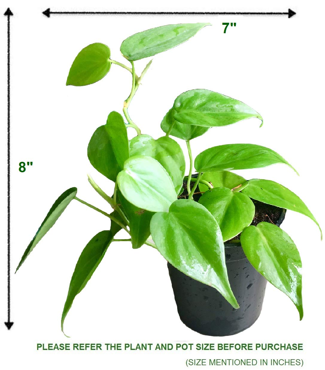 The Four Seasons Philodendron Oxycardium Green Natural Live Plant In |  Desertcart Seychelles, image size:1086x1237