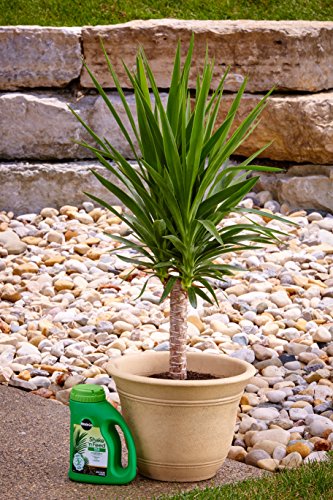 Miracle-Gro Fertilizante Granulado para Palmas 3002910 miniatura 2