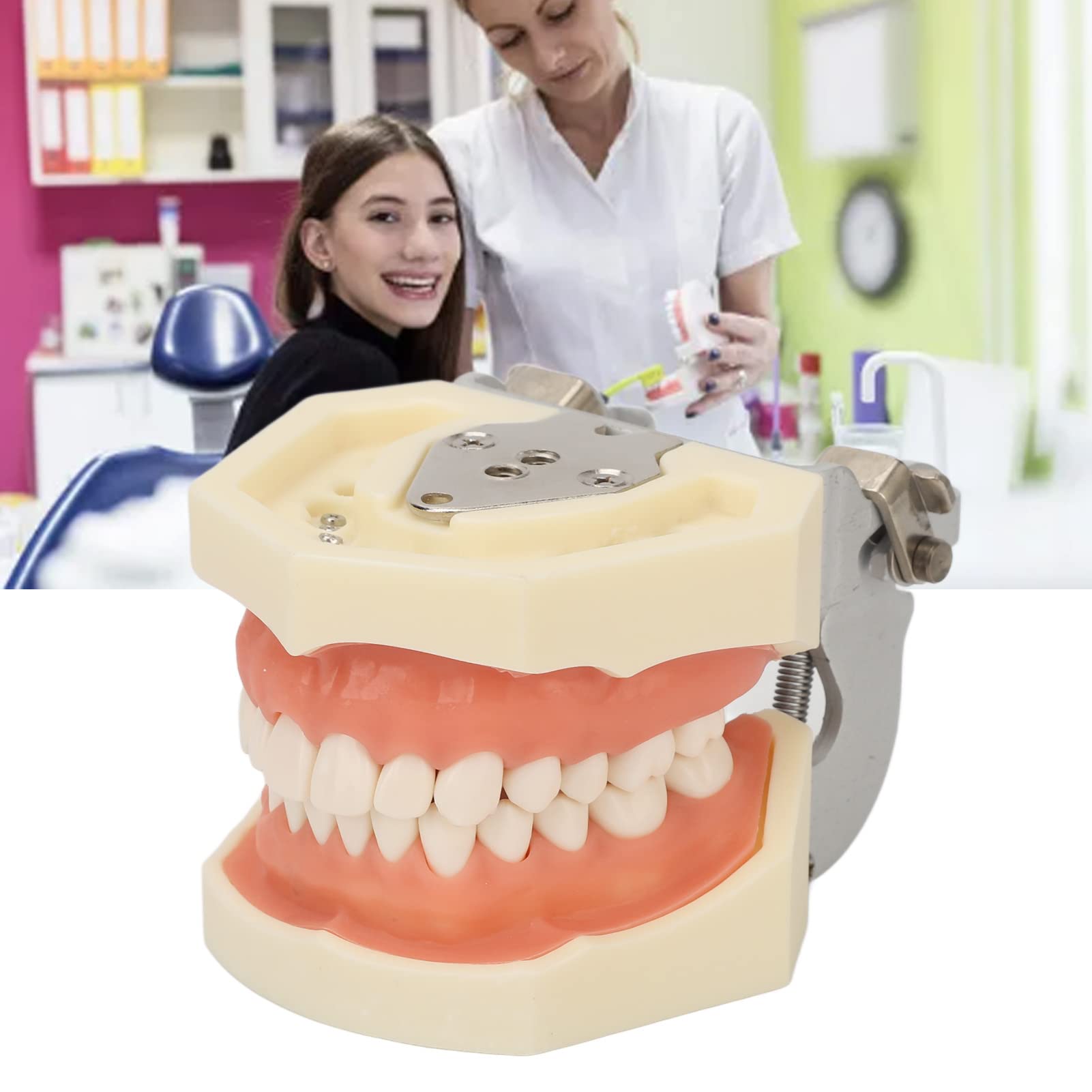 Modello di denti dentali, Modelli di Insegnamento Dentale | 28 pezzi di denti di ricambio per studi dentistici, studenti di odontoiatria per cisti gengiva morbida per praticare