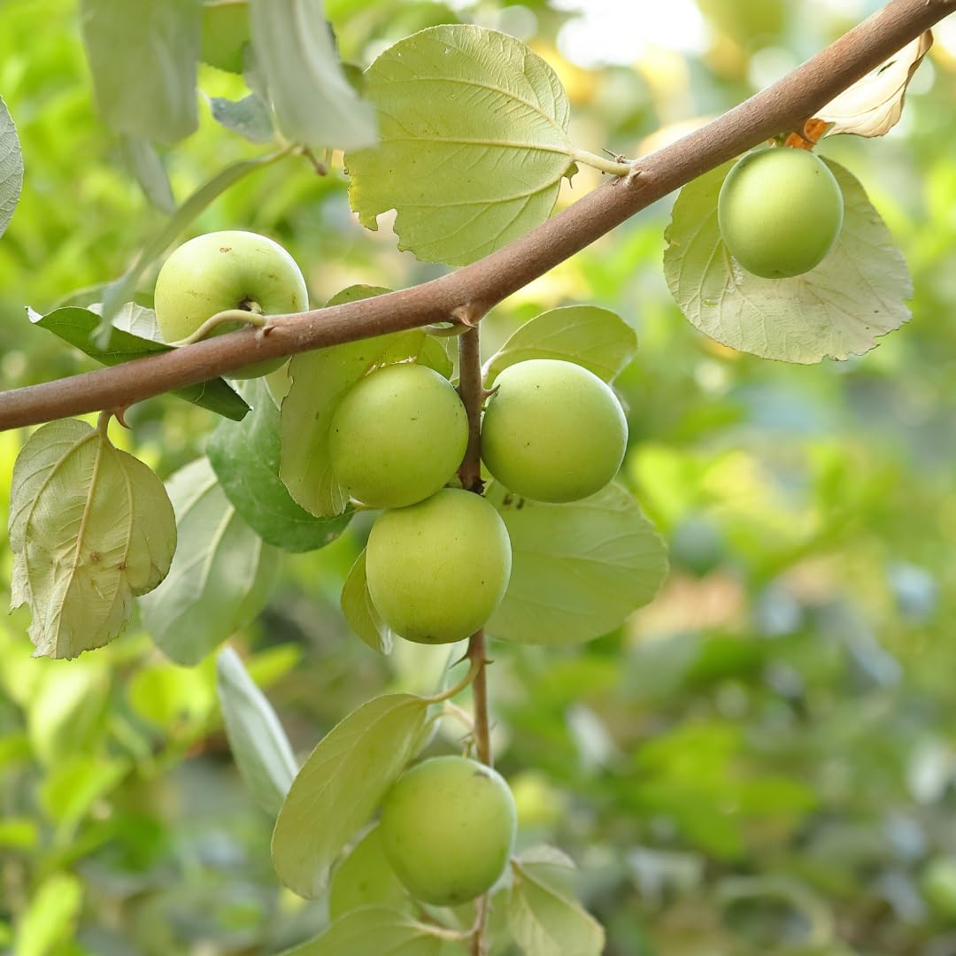 See full amazon price history chart for M-Tech Gardens Apple Ber Fruit/Jujube Fruit (" Green, Grafted Hybrid) Exotic 1 Live Fruit Plant M-Tech Gardens Apple Ber Fruit/Jujube Fruit (" Green, Grafted Hybrid) Exotic 1 Live Fruit Plant (B07ZDFW9HX) Amazon Price History, Amazon Price Tracker
