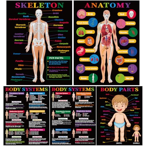 Pajean 5 Pcs Human Anatomy and Body Systems Posters 16 x 11 Inch Laminated Medical Learning Posters Skeleton Body Parts Anatomy and Physiology Charts for School Classroom Teaching Supplies