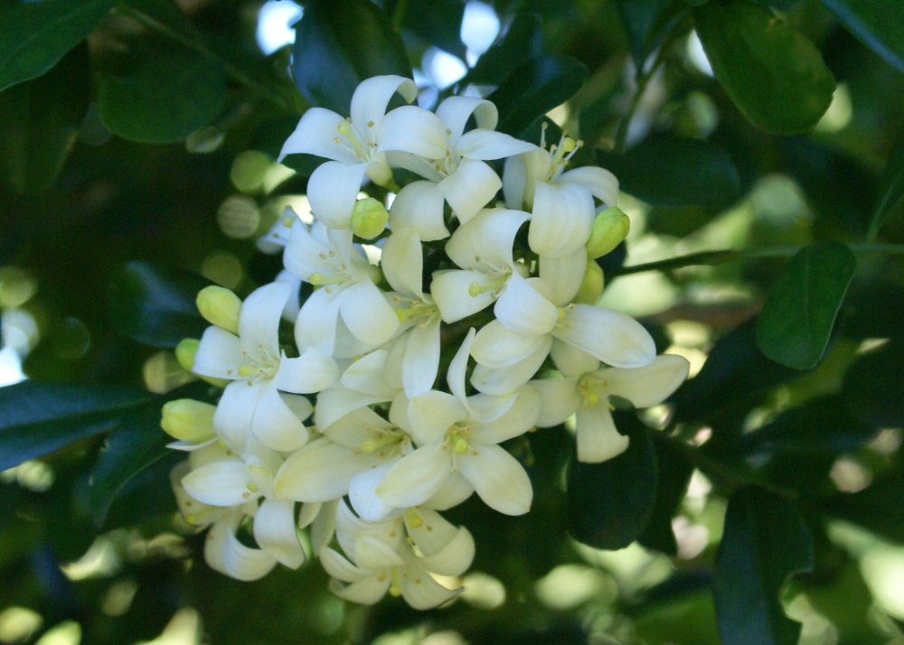 SAFLAX - Naranjo jazmín - 12 semillas - Murraya paniculata: Amazon ...