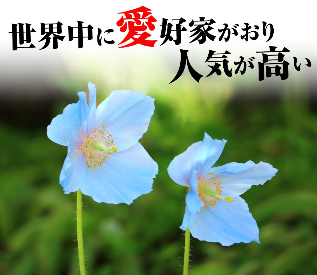 Amazon.co.jp: 国華園 種 花たね ヒマラヤの青いケシ (メコノプシス) 1