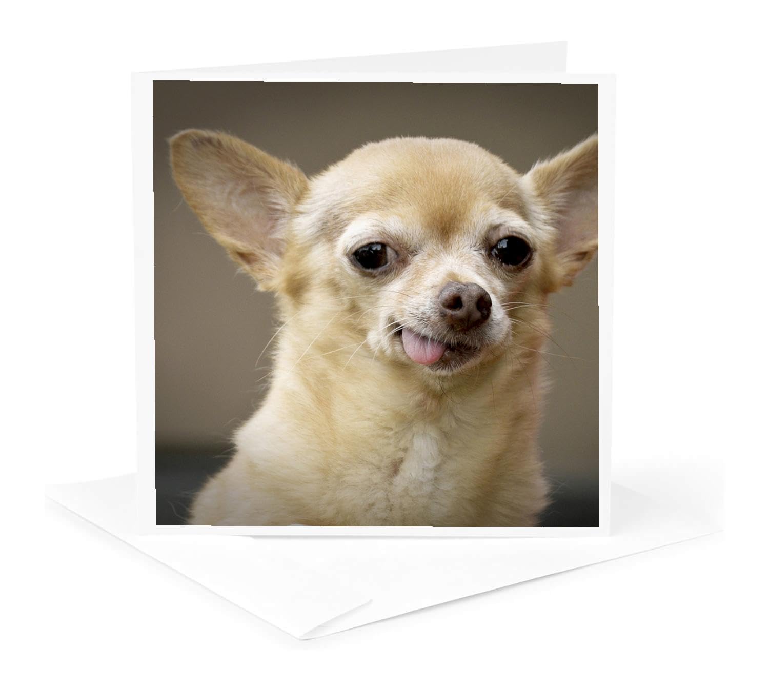 Amazon.com: Toothless Chihuahua Dog, Santa Fe, New Mexico