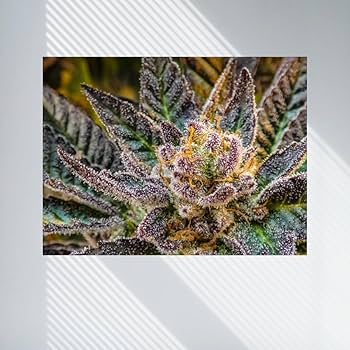 Amazon.com: Sunshine Daydream 3D Weed Canvas 14