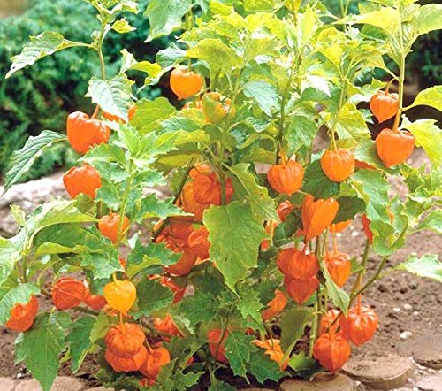 Live Golden Berry Gooseberry Rasbhari Physalis Peruviana Medicinal Plant  Pot | Desertcart Guyana
