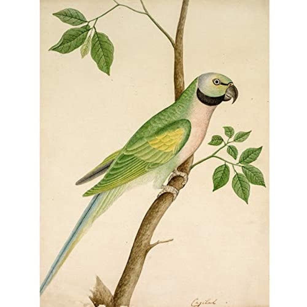 Artery8 Green Parrot Watercolour India 19th Century Art Print Canvas Premium Wall Decor Poster Mural