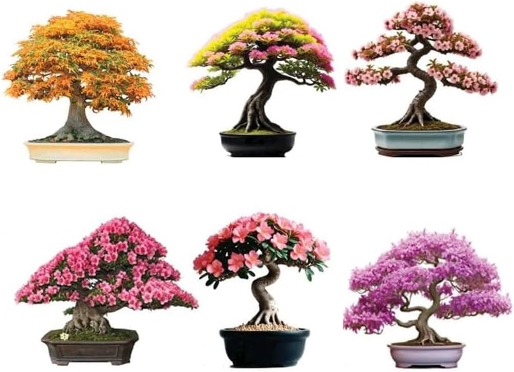 6 Types of Bonsai Tree Seeds for Planting - Pick from 3 Kits or Get Them All (Kit 4 - All 18 Types)