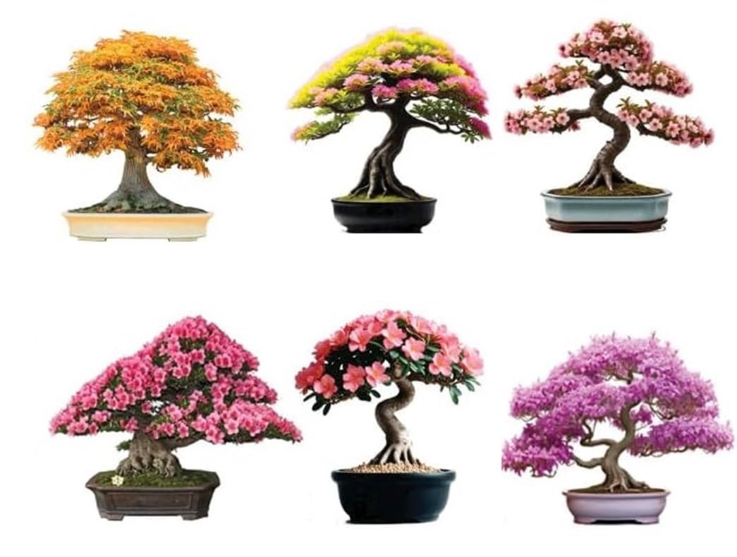 CZ Grain 6 Types Bonsai Seeds Kit