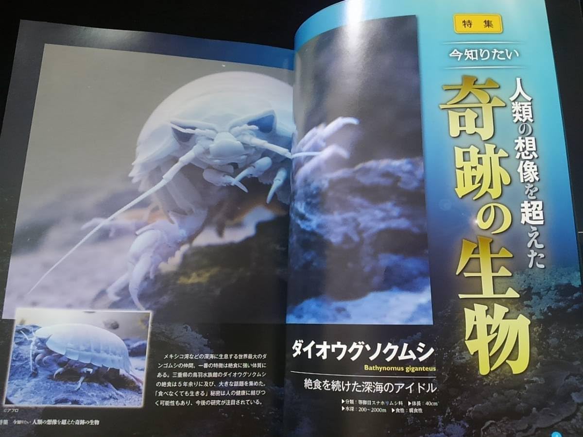 Amazon.co.jp: Deep Sea Creatures Visual Encyclopedia: Giant Squid