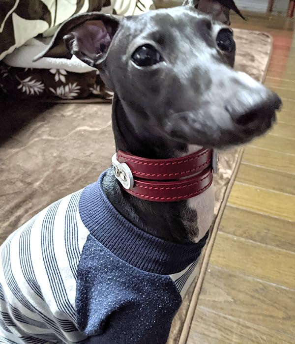 Amazon | 小型犬イタグレミニピン用3.5cm幅革首輪；Small Type G2-E002