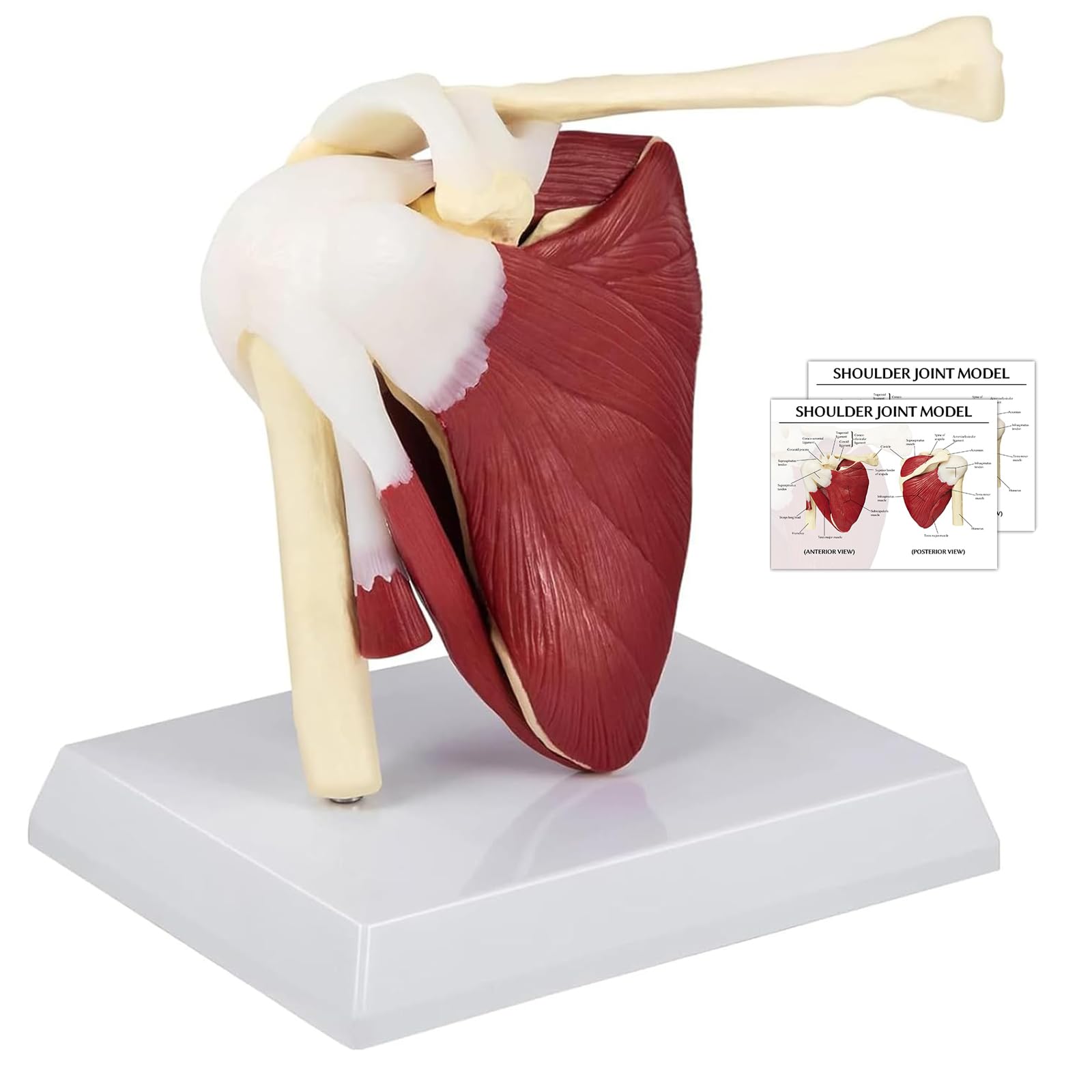 Schulter Modell Anatomie, Anatomisches Schultergelenk Modell Mit Muskeln Und Sehnen, Lebensgroßes Schulter Modell Für Die Medizinische Anatomie