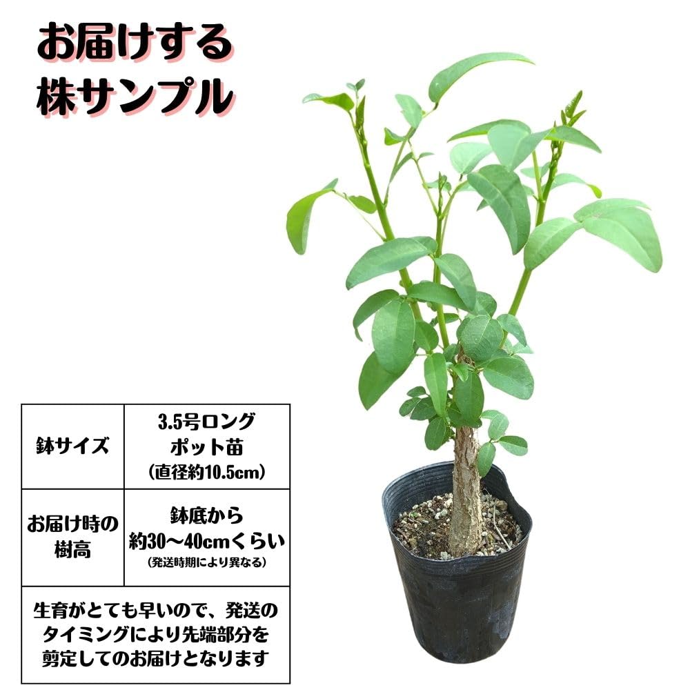 Amazon.co.jp: 矮性 アメリカデイゴ 極太苗 3.5号ポット苗 海紅豆