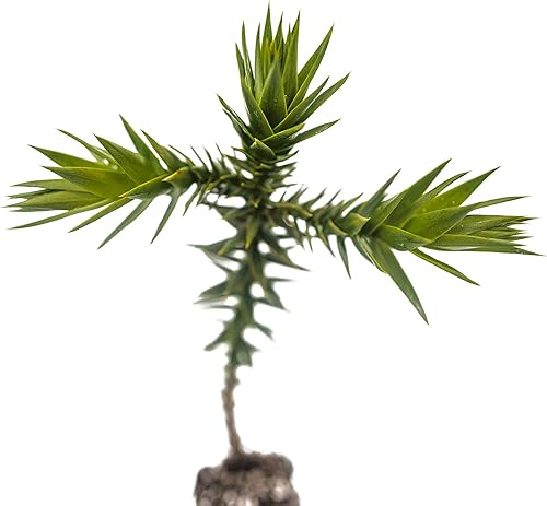 Miniatura 3 de Rompecabezas de mono chileno  Plántula de árbol mediano  The Jonsteen Company