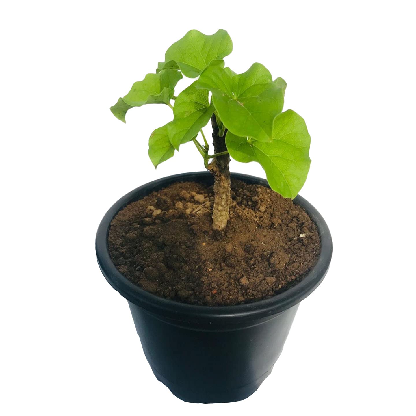 See full amazon price history chart for Kushplant Giloy Plant - Gulvel Plant, Tinospora Cordifolia(Tippa-teega,Shindilakodi,gurcha,Amruthu) plant with pot Kushplant Giloy Plant - Gulvel Plant, Tinospora Cordifolia(Tippa-teega,Shindilakodi,gurcha,Amruthu) plant with pot (B0CWVDJPHP) Amazon Price History, Amazon Price Tracker