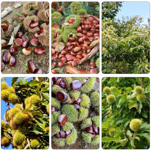 castaño semillas de de invierno balcón resistentes en perennes resistentes jardín cocina Camas elevadas para 4pcs