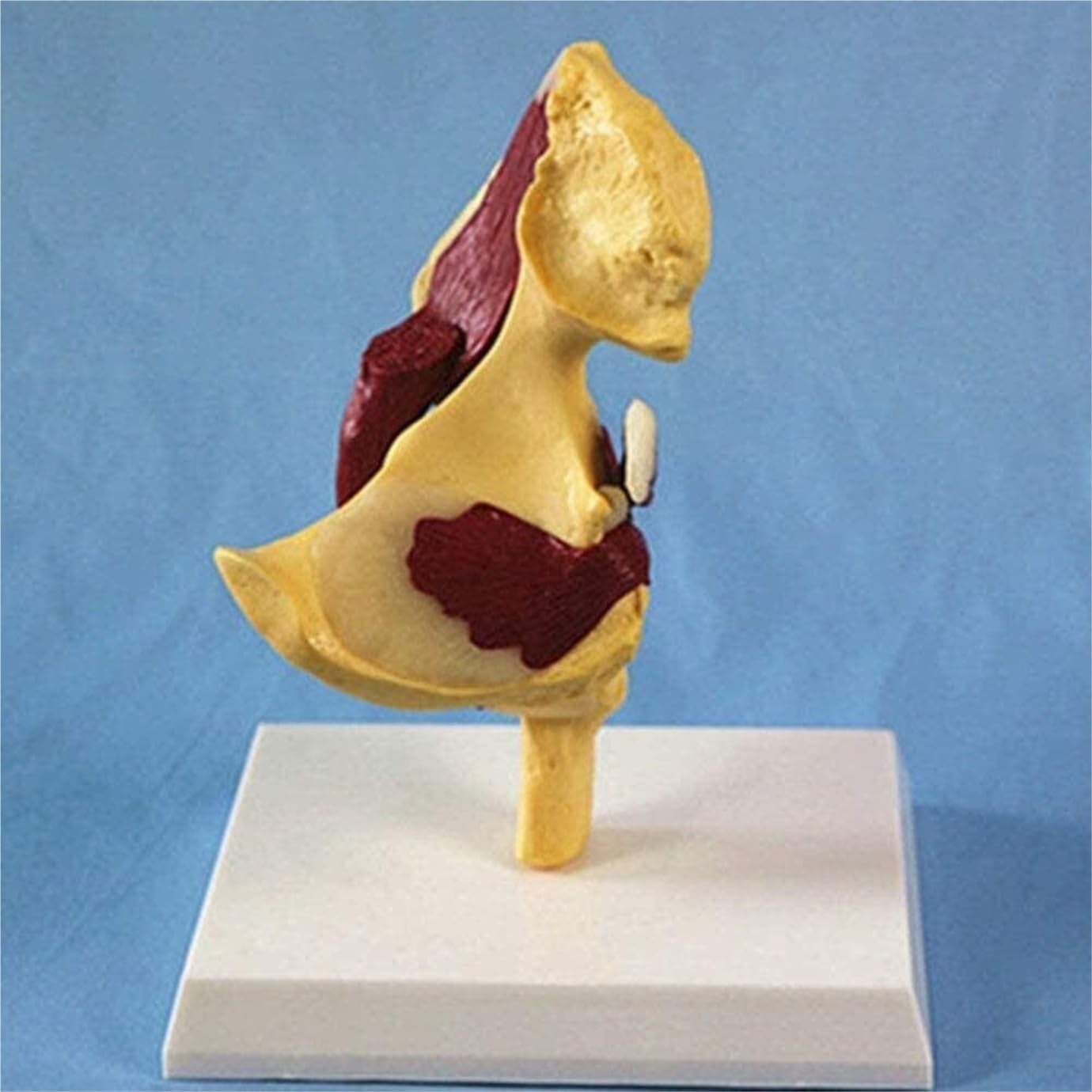 Model Anatomiczny Stawu Biodrowego Człowieka Odzwierciedla Związek Między Ludzką Kością Udową A Miednicą I Mięśniami. Narzędzie Edukacyjne Modelu, Multi-colored, 22cm