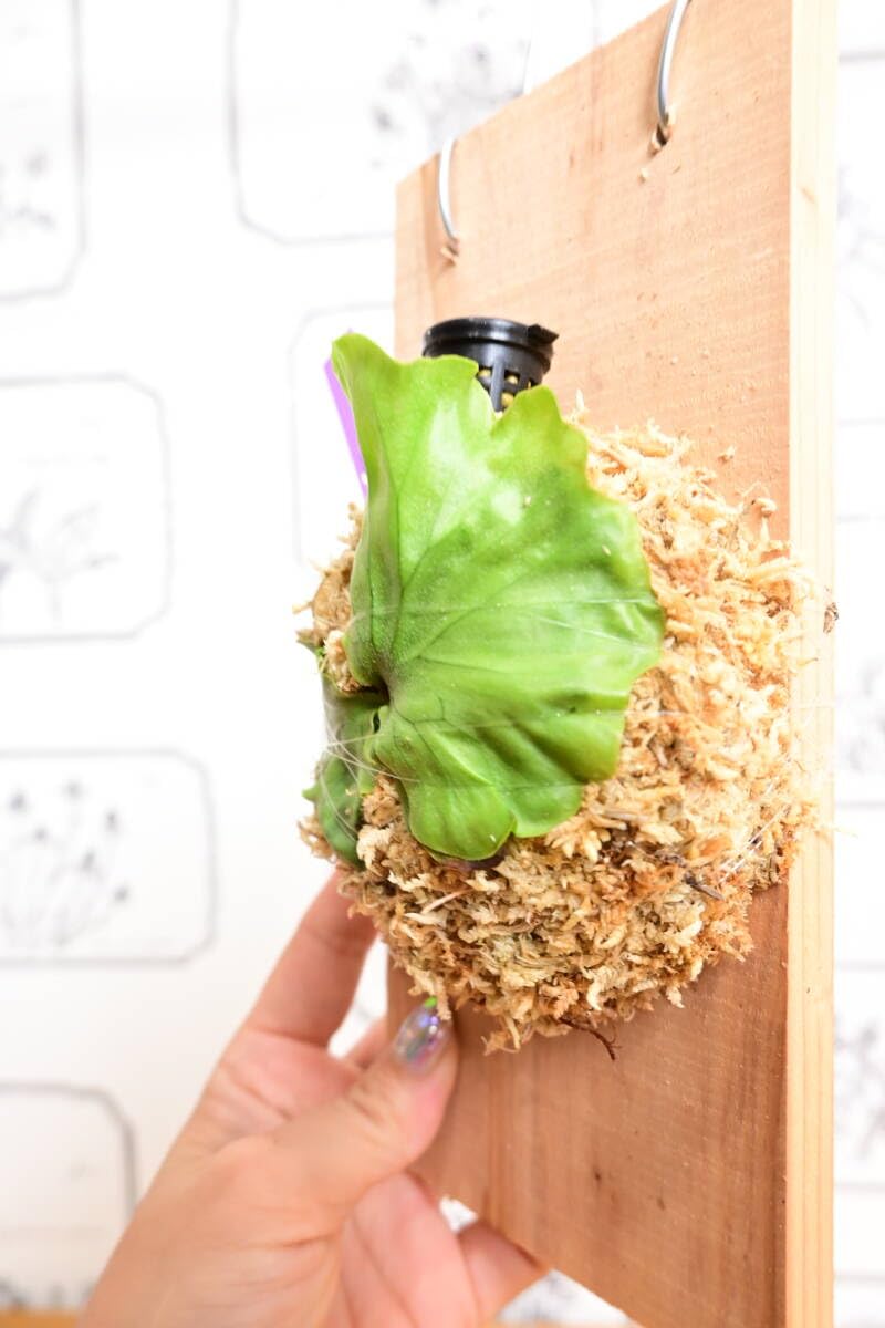 Amazon.co.jp: P.wandae dwarf TC②在庫僅か @bikamori.com エドワーフ