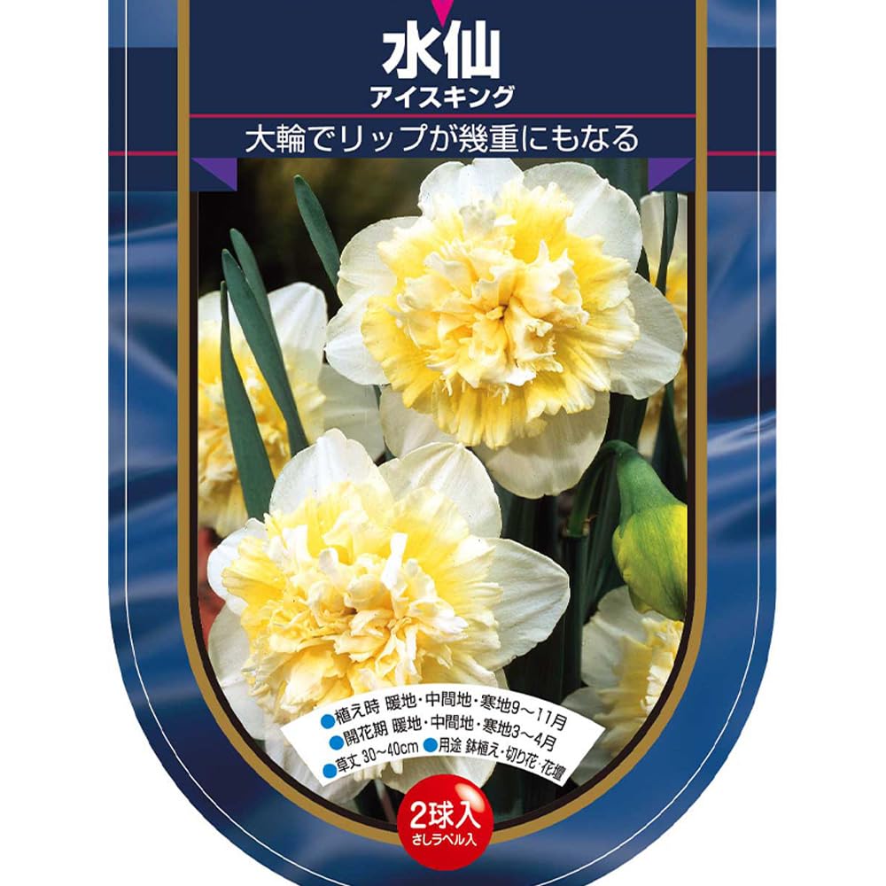 Amazon.co.jp: ITANSE 花球根 八重咲き水仙 アイスキング 2球
