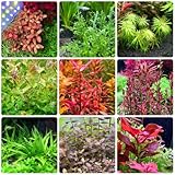 WasserpflanzenSamen, ausgefallene geschenke pflanzensamen Wassergras, Aquarium, alte sorten zimmerpflanzen 500pcs