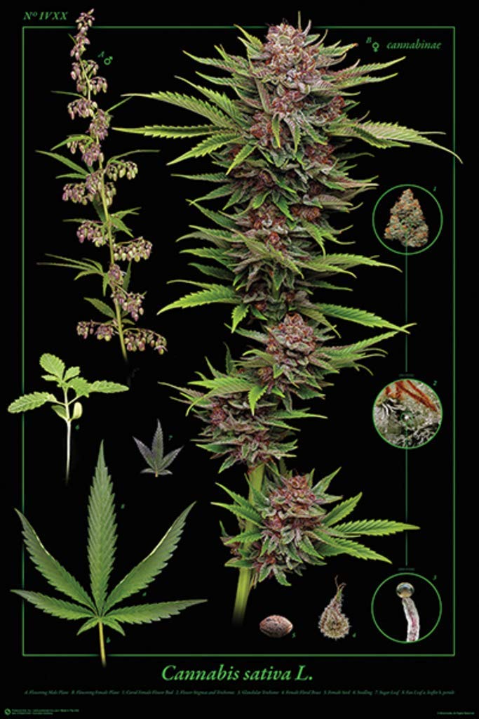 Anatom a De La Marihuana Gu a Visual Sobre La Estructura De Los anatom-a-de-la-marihuana-gu-a-visual-sobre-la-estructura-de-los