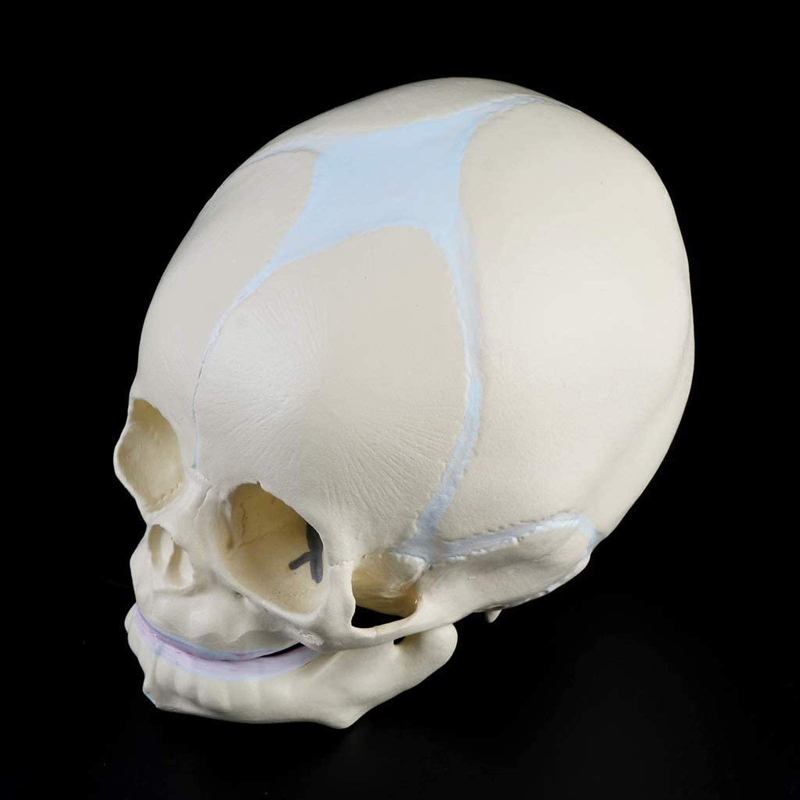 Model edukacyjny 1: 1 Ludzki płód, dziecko, niemowlę, medyczna czaszka, anatomiczny model szkieletu, materiały dydaktyczne do nauk medycznych