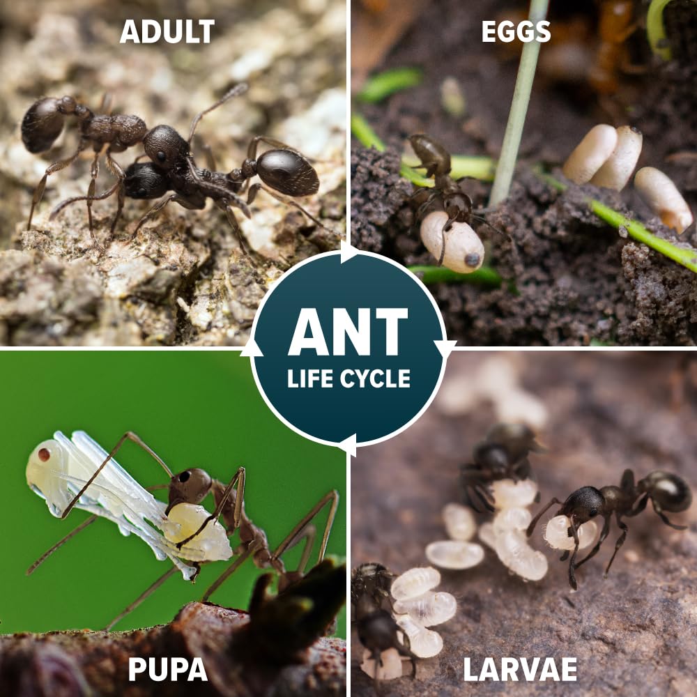 NOPE! Ant Killer Powder 500g for Indoor and Outdoor | Targeted Ant Nest Killer Bait for Mess-Free Elimination | Micro-Encapsulated Delayed-Action Blue Bait Targets Every Stage of Ant Lifecycle — image 5