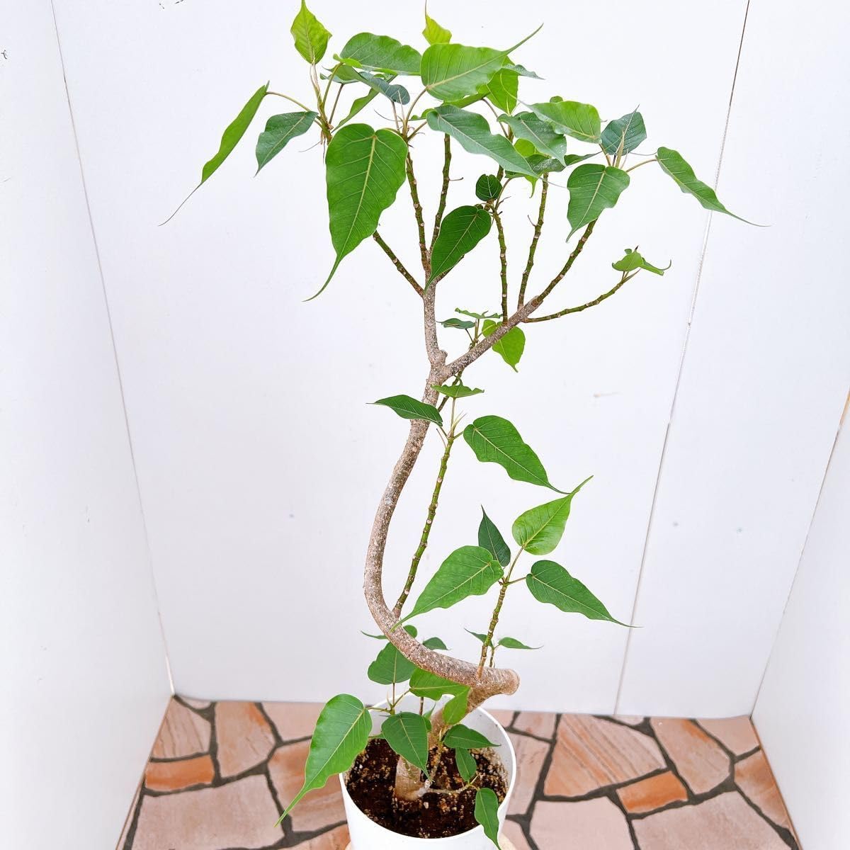 フィカス ゴムの木 インドボダイジュ フィカスインドボダイジュ 24番