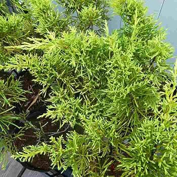 真柏10本セット 糸魚川ミニ真柏育成セット～育三郎～ | 糸魚川市観光協会