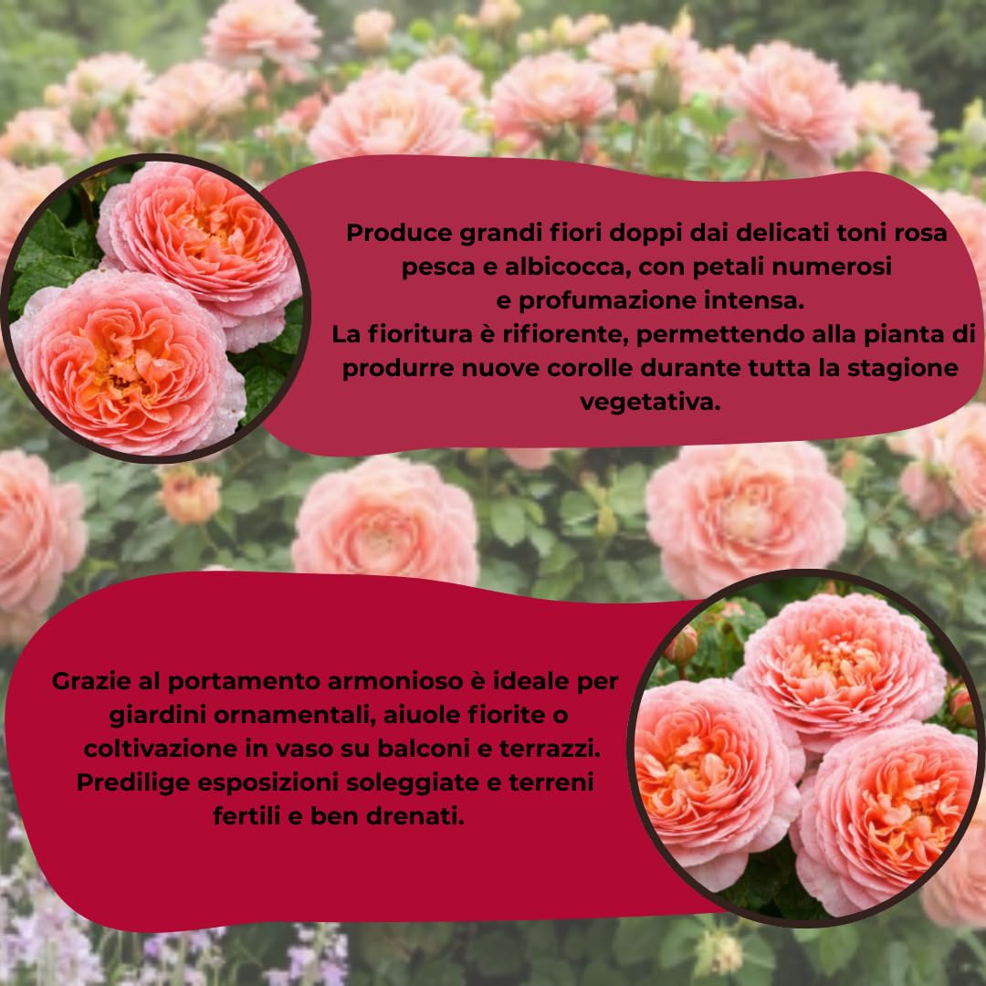 Rosa Abraham Darby® – Le Rose di Firenze, Rosa Inglese Profumata a Grandi Fiori, Pianta Ornamentale Rifiorente, Foto Reali