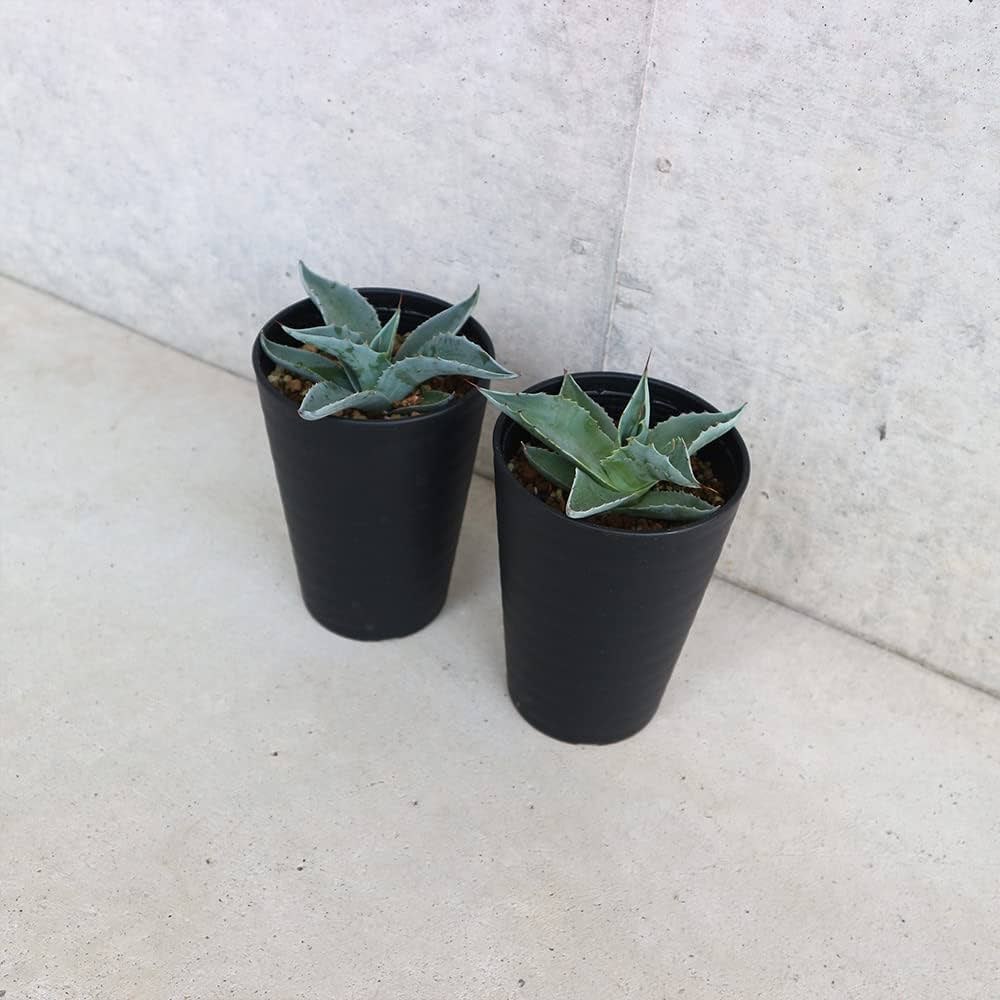 シルバー極強 横82㌢ 縦35㌢ オバティフォリア アガベ オバティフォリアの判定方法 (Agave ovatifolia)